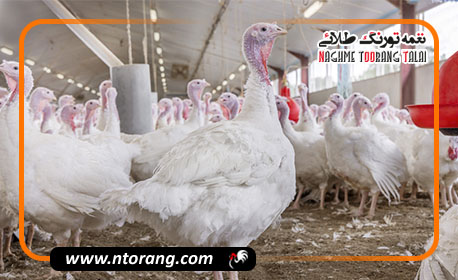 قزوین؛ قطب تولید گوشت بوقلمون ایران با رشد تولید ۲.۵ درصدی